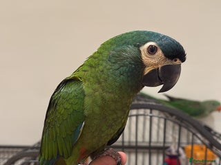 Macaws birds - Advert 4