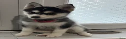 Pomsky dogs for sale: Just 2 left girls f4 pomsky  - Advert 9