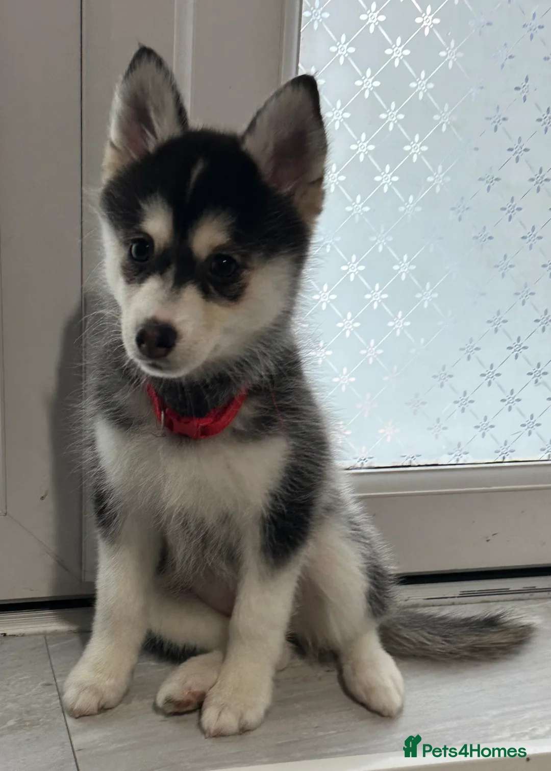 Pomsky dogs for sale: Just 2 left girls f4 pomsky  - Advert 9