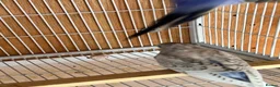 Budgerigars birds for sale: Baby budgie for sale 2 to 3 months  - Advert 6