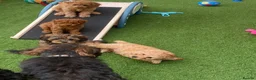 Cavapoo dogs for sale: 1 stunning girl F1b toy-Cavapoo DNA Tested lines  - Advert 16