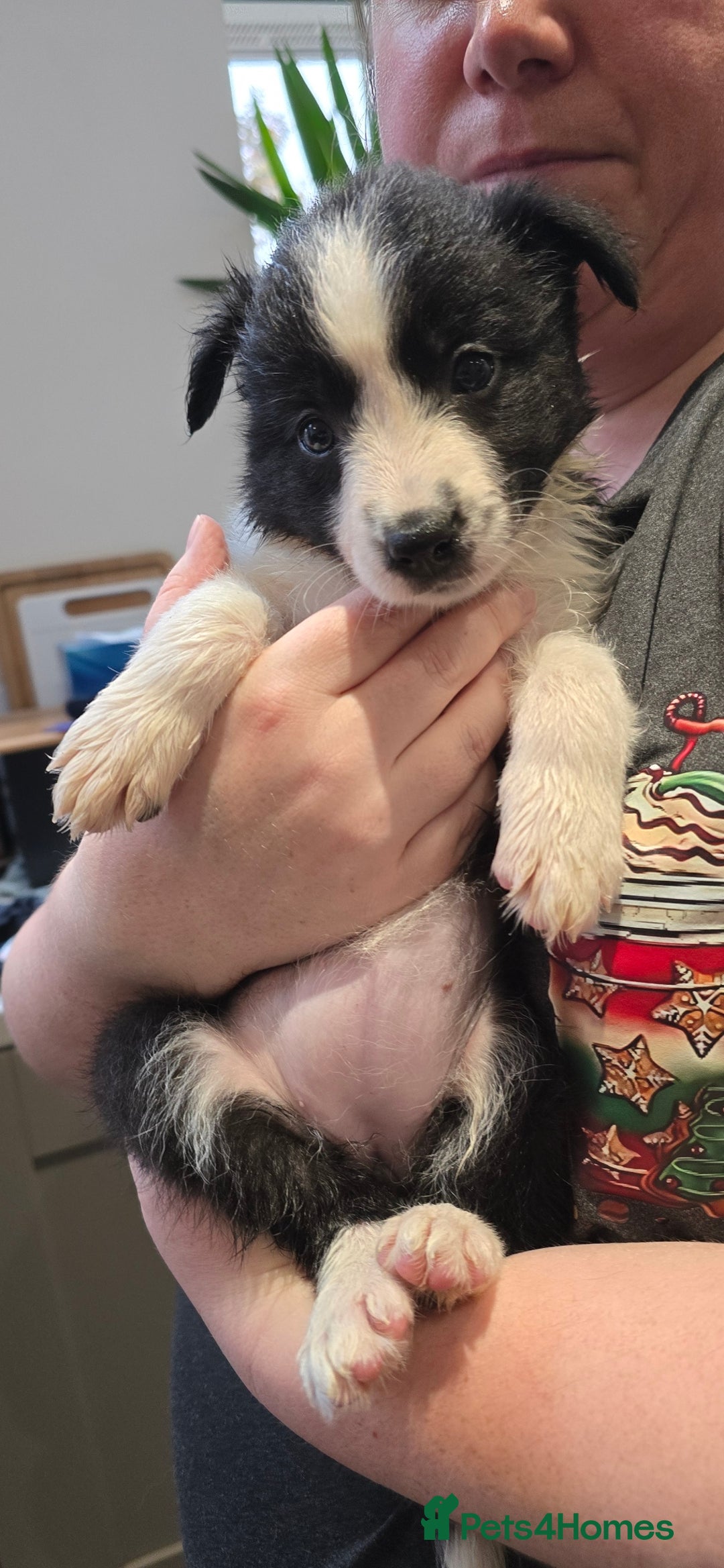 Border Collie dogs for sale: Beautiful Border Collie Puppies - Image 12