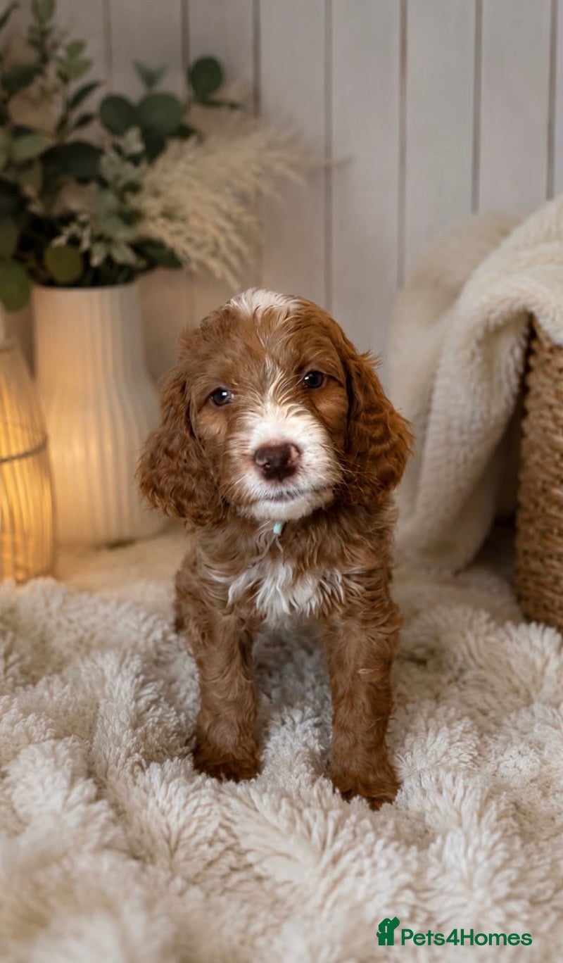Labradoodle dogs Beautiful Multigen Aussie/Irish Labradoodles  - Advert 2