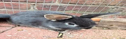 Mini Lop rabbits for sale: Mini Lop Girls - Advert 13