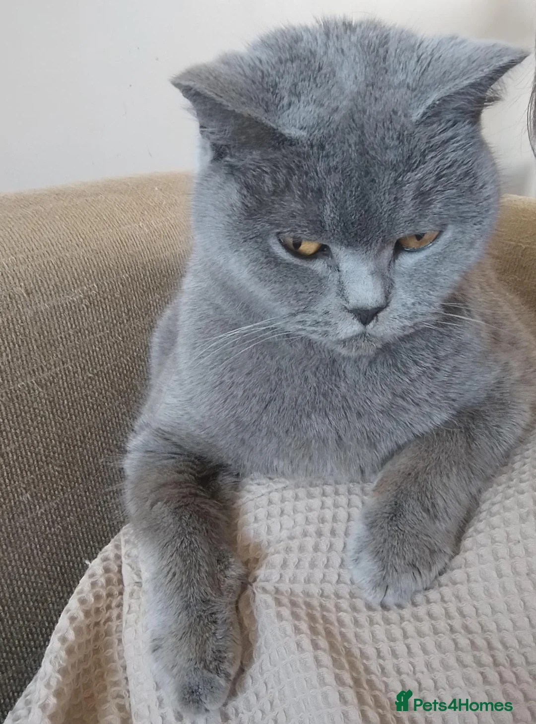 British Shorthair cats for sale: Rehoming lovely GCCF Pedigree Catsy - Advert 3