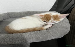 Mixed Breed cats for sale: orange and white kitten for sale  - Image 18
