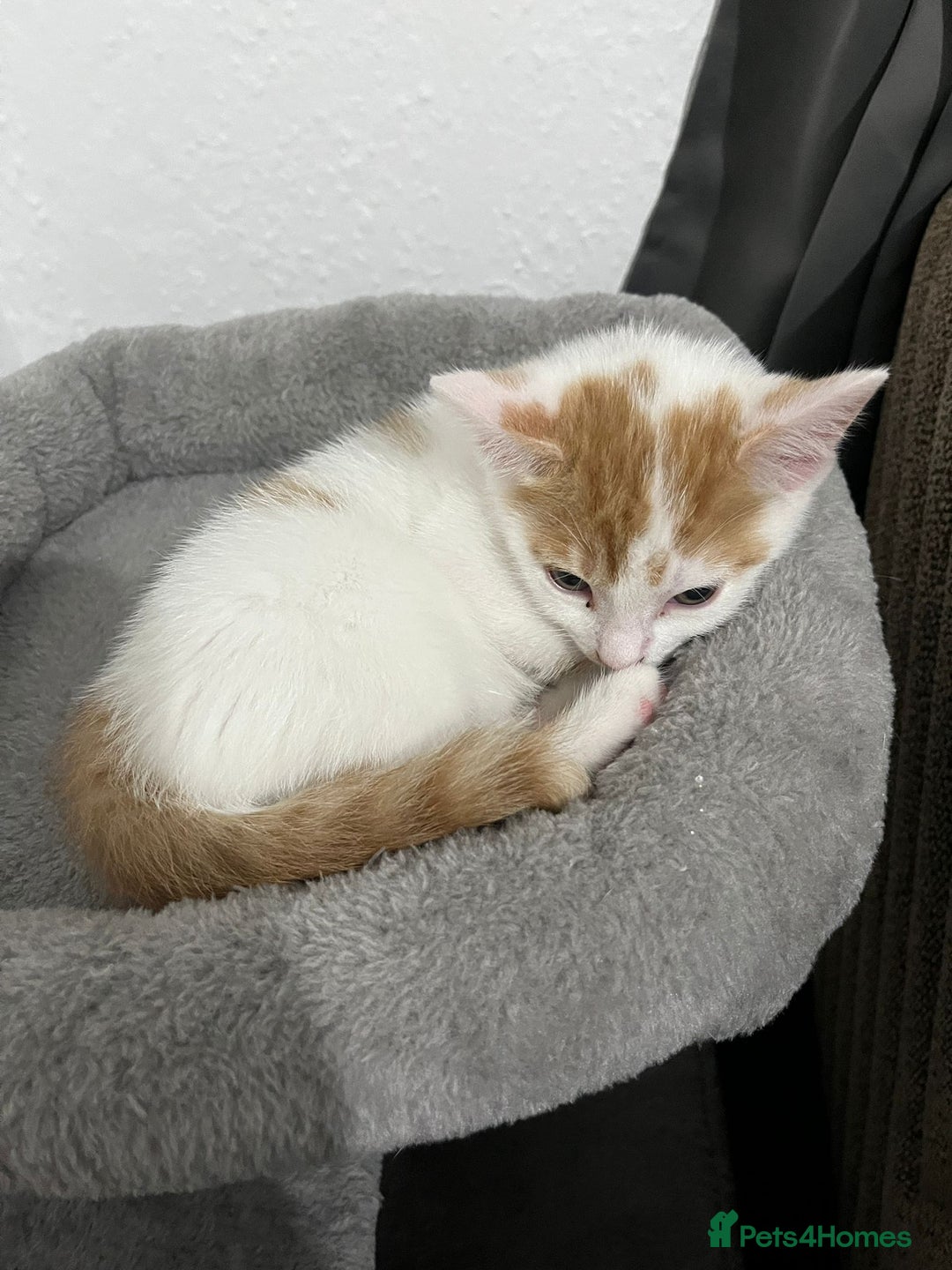 Mixed Breed cats for sale: orange and white kitten for sale  - Image 18