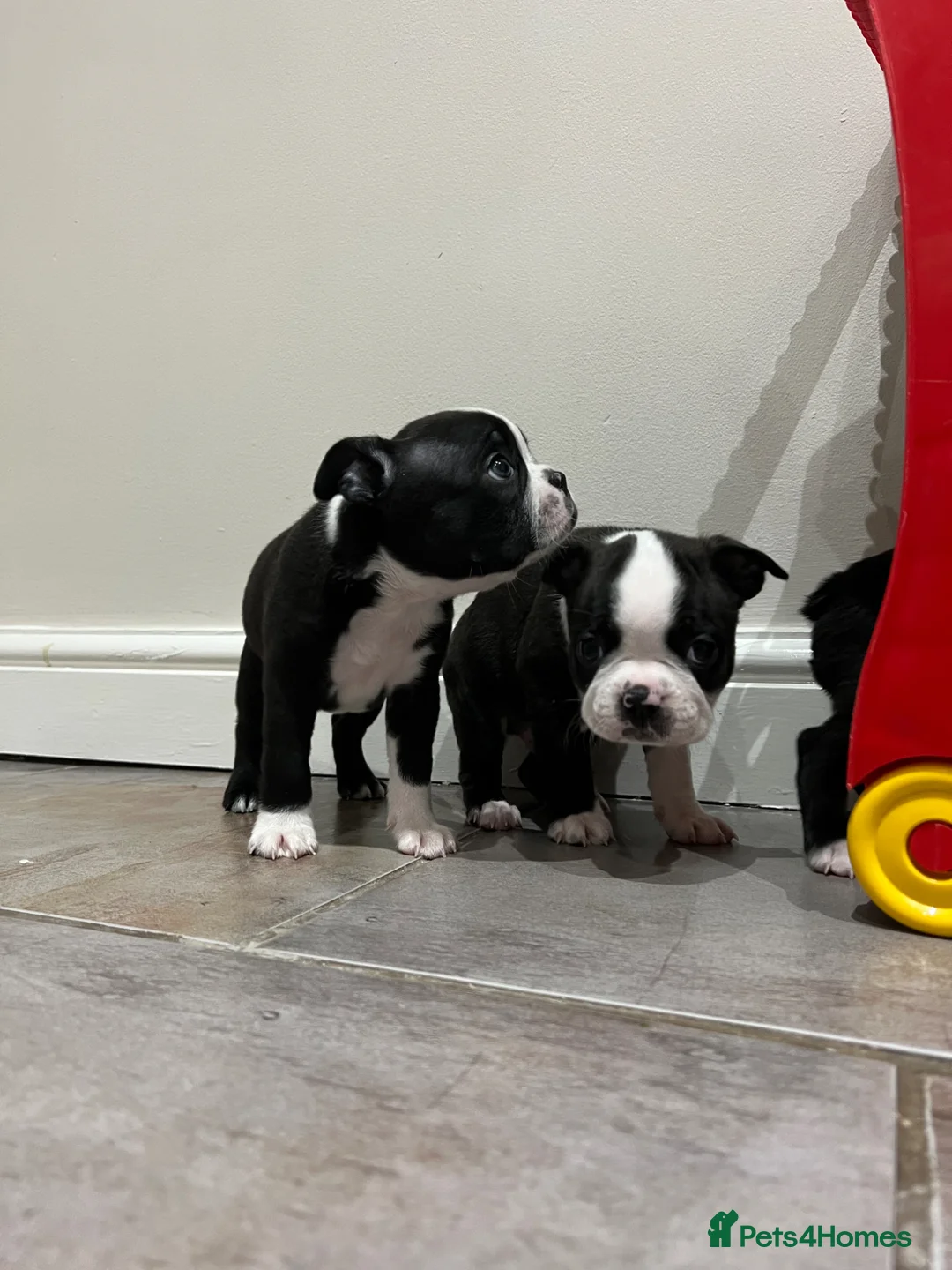 Boston Terrier dogs for sale: Stunning Boston terrier puppies - Advert 18