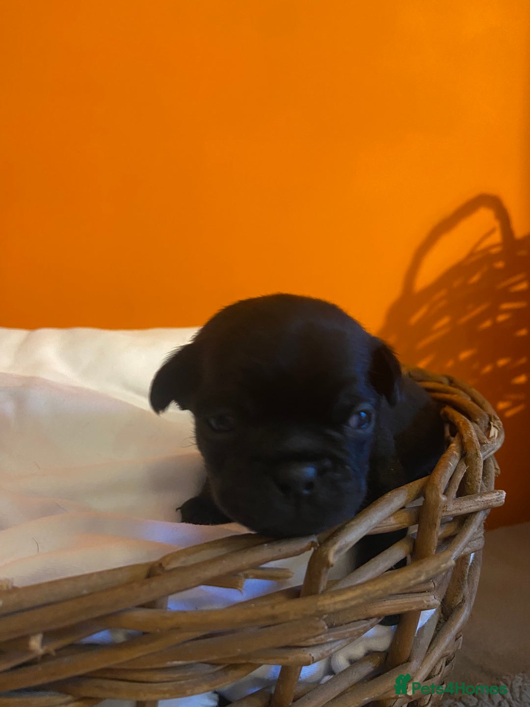 Jug dogs for sale: Beautiful jug puppies looking for forever home - Advert 17