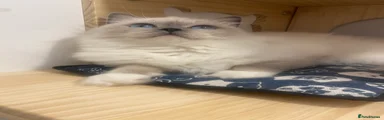 Ragdoll 1