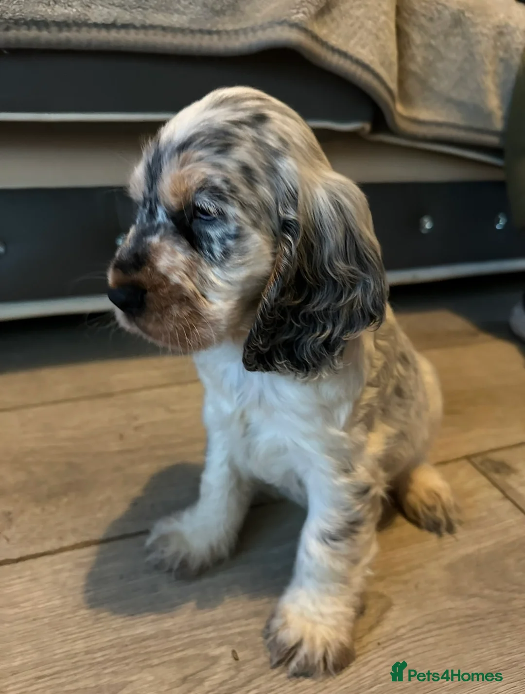 Cocker Spaniel dogs for stud: Blue Roan and Tan Show Cocker Spaniel  - Advert 3