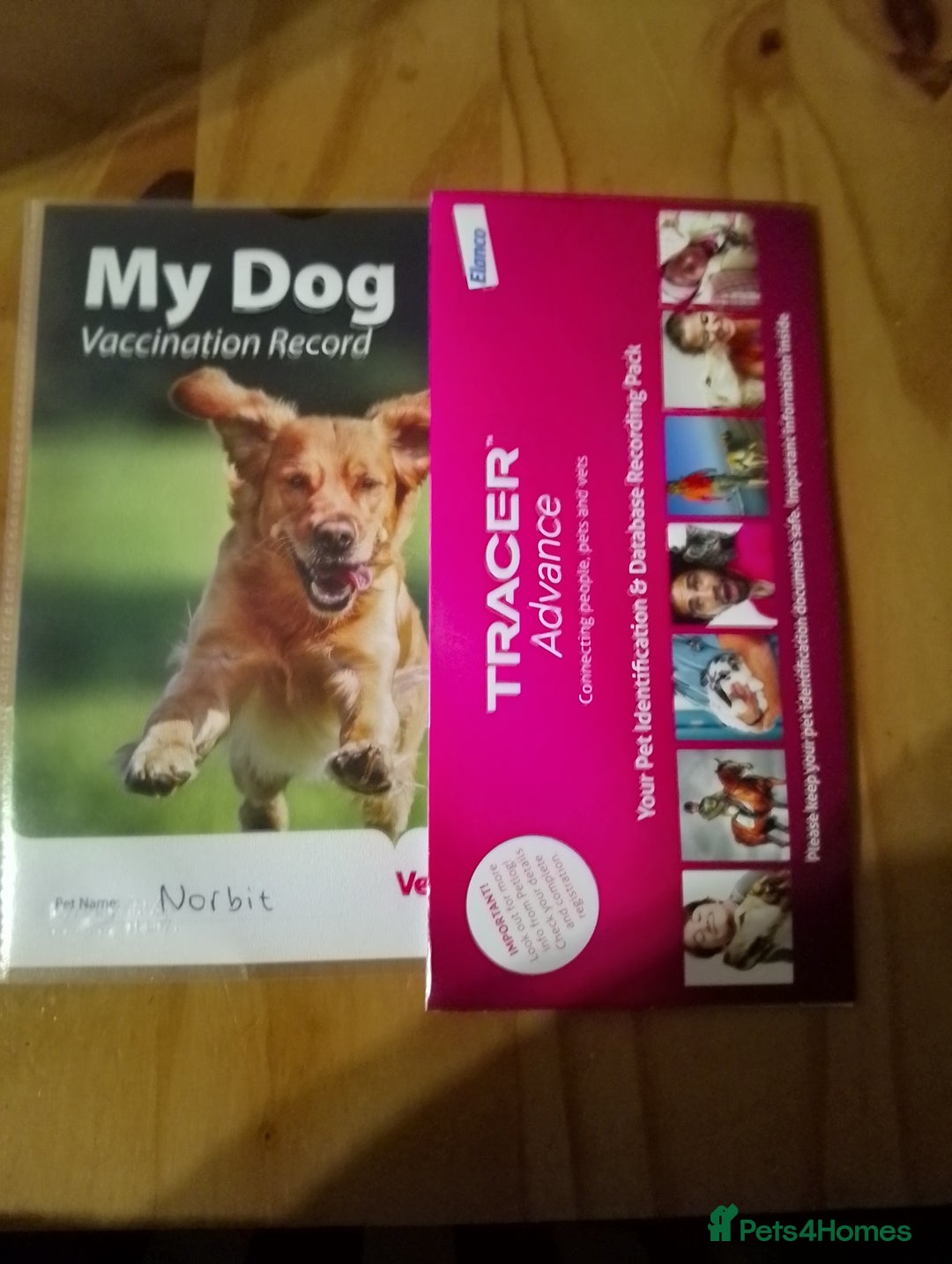 Miniature Dachshund dogs for sale: Miniature dachshund puppy - Image 7