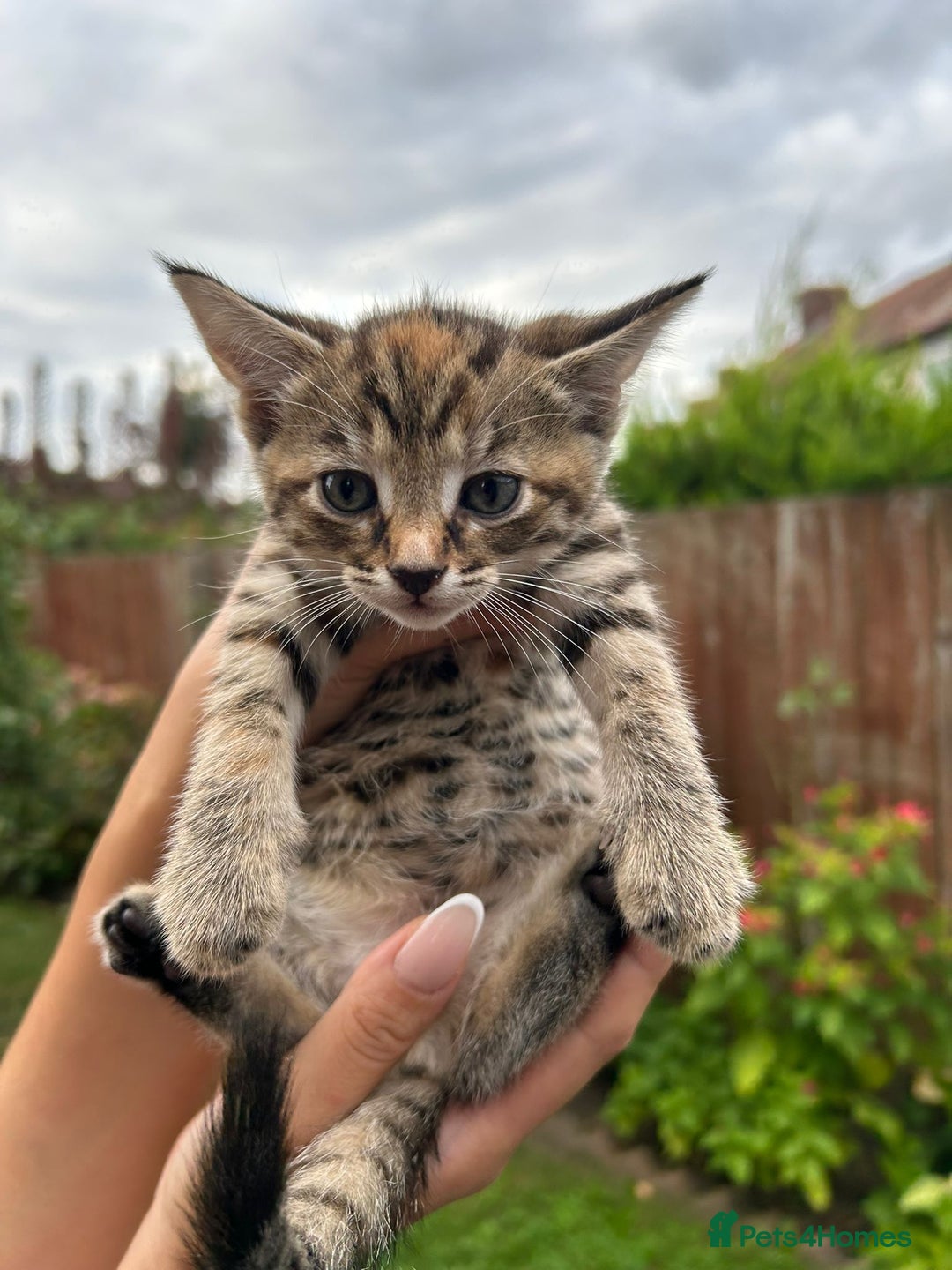 Mixed Breed cats for sale: Beautiful kittens for sale  - Image 6