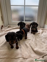 Dachshund dogs KC miniature dachshund puppies - Advert 11