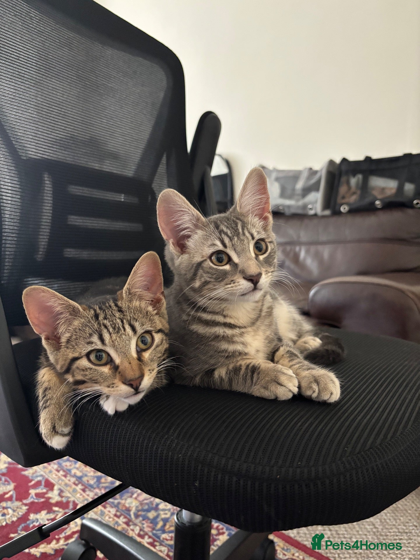 Domestic Shorthair cats 𝟐 𝐃𝐎𝐌𝐄𝐒𝐓𝐈𝐂 𝐒𝐇𝐎𝐑𝐓𝐇𝐀𝐈𝐑 🤎🩶 - Advert 5