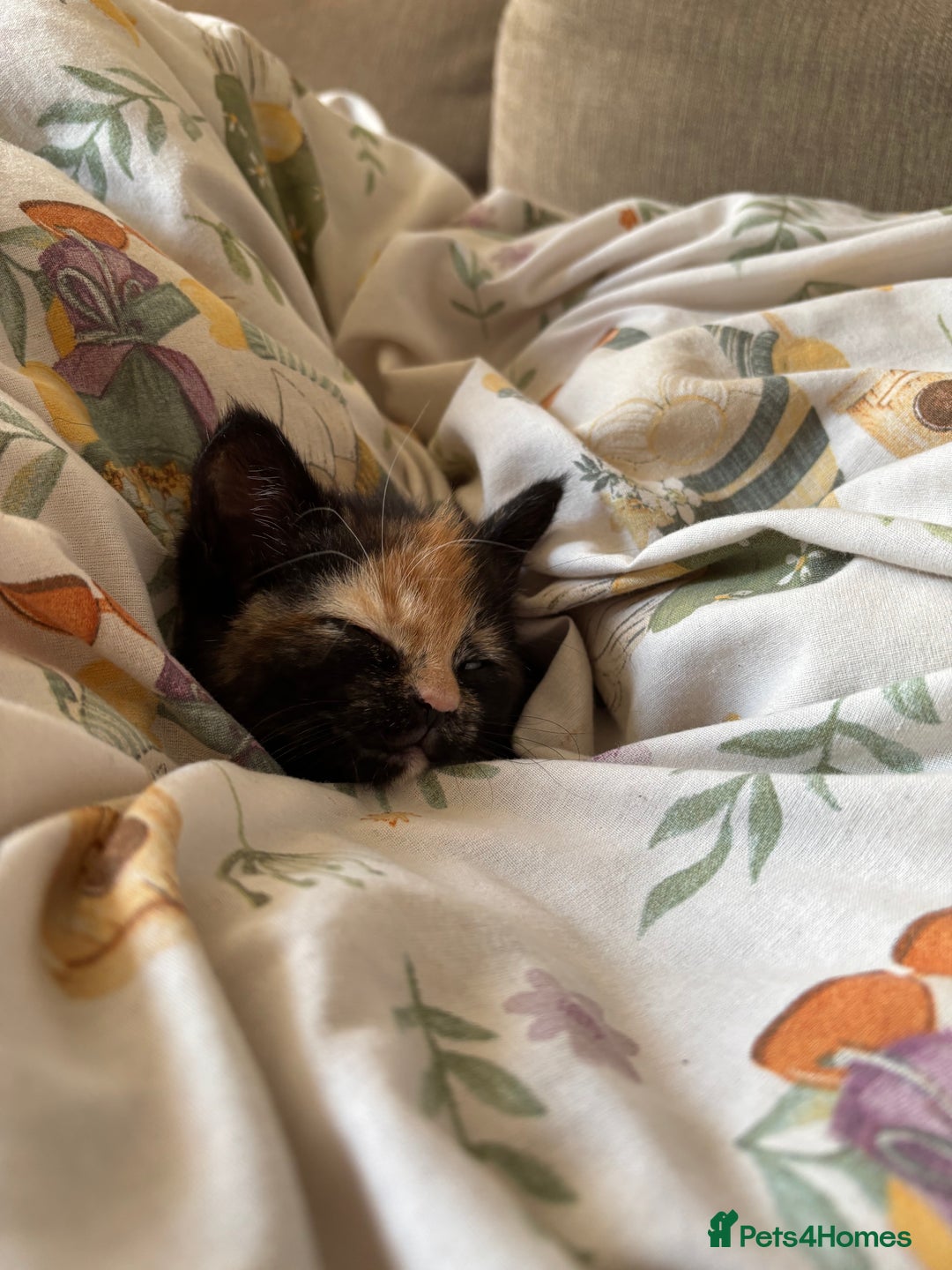 Mixed Breed cats for sale: Beautiful mixed coloured girly available 🌸 - Image 4