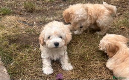 Maltipoo dogs for sale: Toy f1 maltipoos health tested champagne coloured  - Image 7