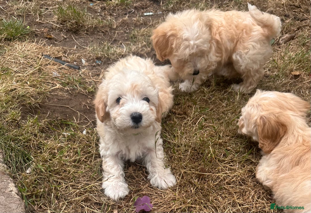 Maltipoo dogs for sale: Toy f1 maltipoos health tested champagne coloured  - Image 7