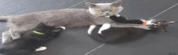 British Shorthair cats for sale: Gorgeous BSH cross Black & White Kittens  - Advert 6