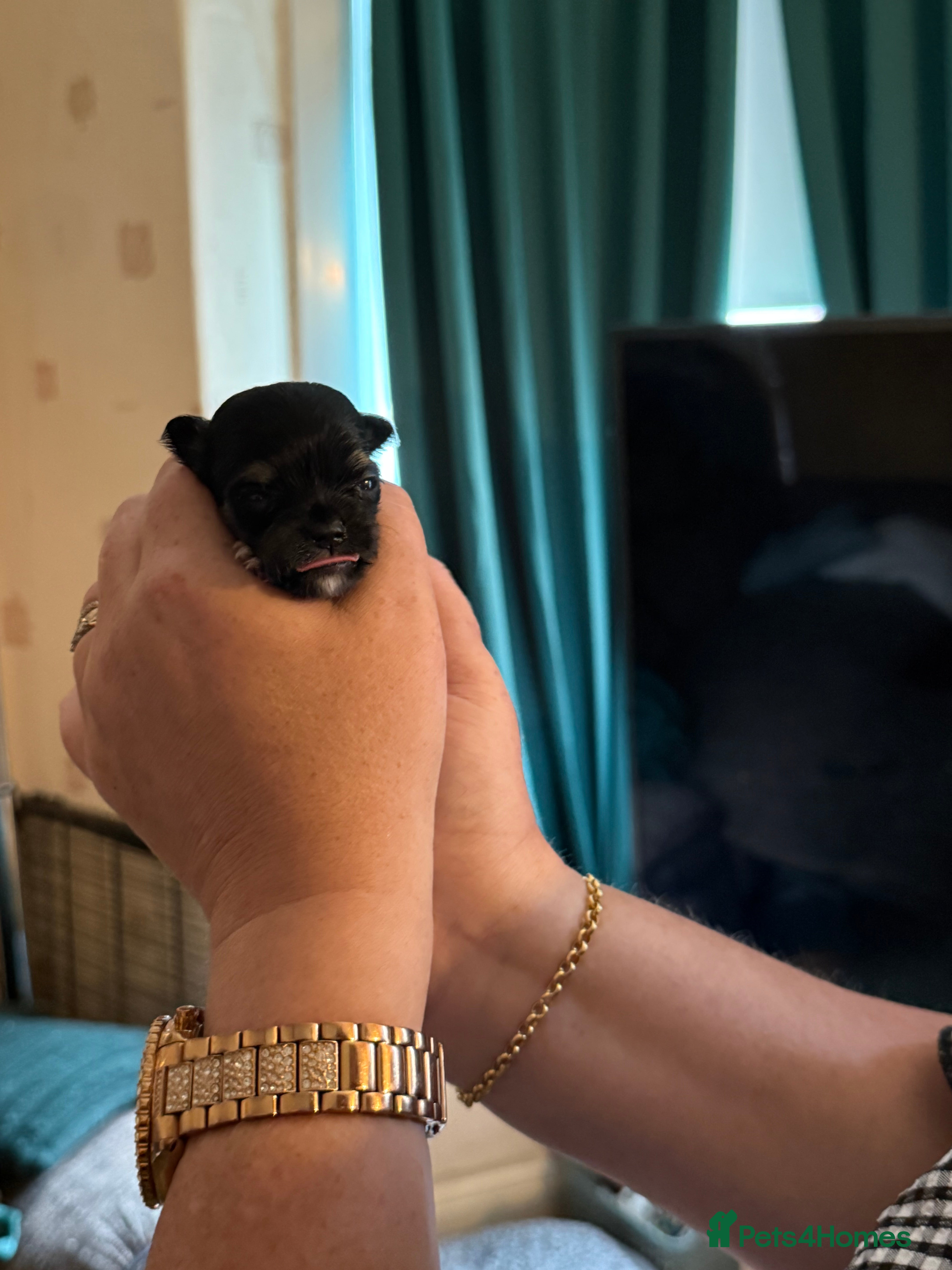 Chihuahua dogs Chihuahua puppies born wed 10th June  - Advert 5