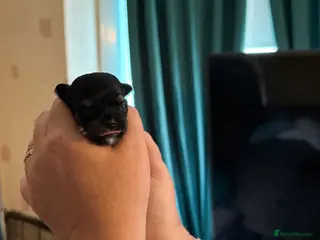 Chihuahua dogs Chihuahua puppies born wed 10th June - Advert 5
