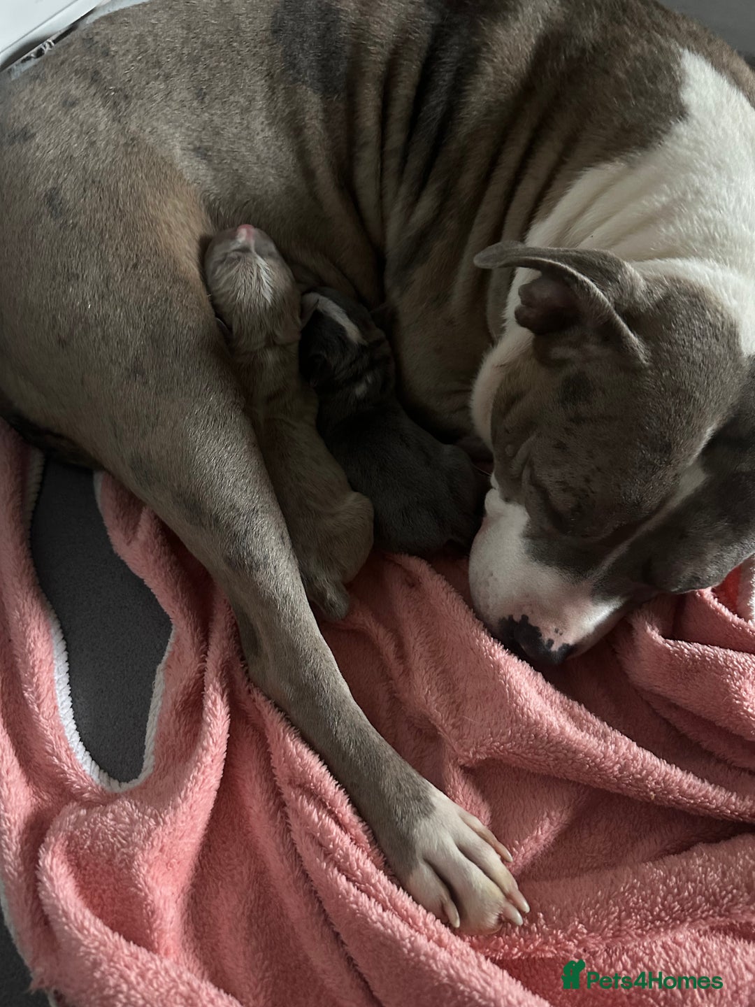 Mixed Breed dogs for sale: Staffordshire bull terrier x French bulldog Merle  - Image 10