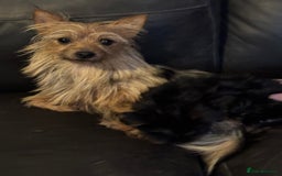 Yorkshire Terrier dogs for sale: Puppy Yorkshire Terrier  - Advert 2