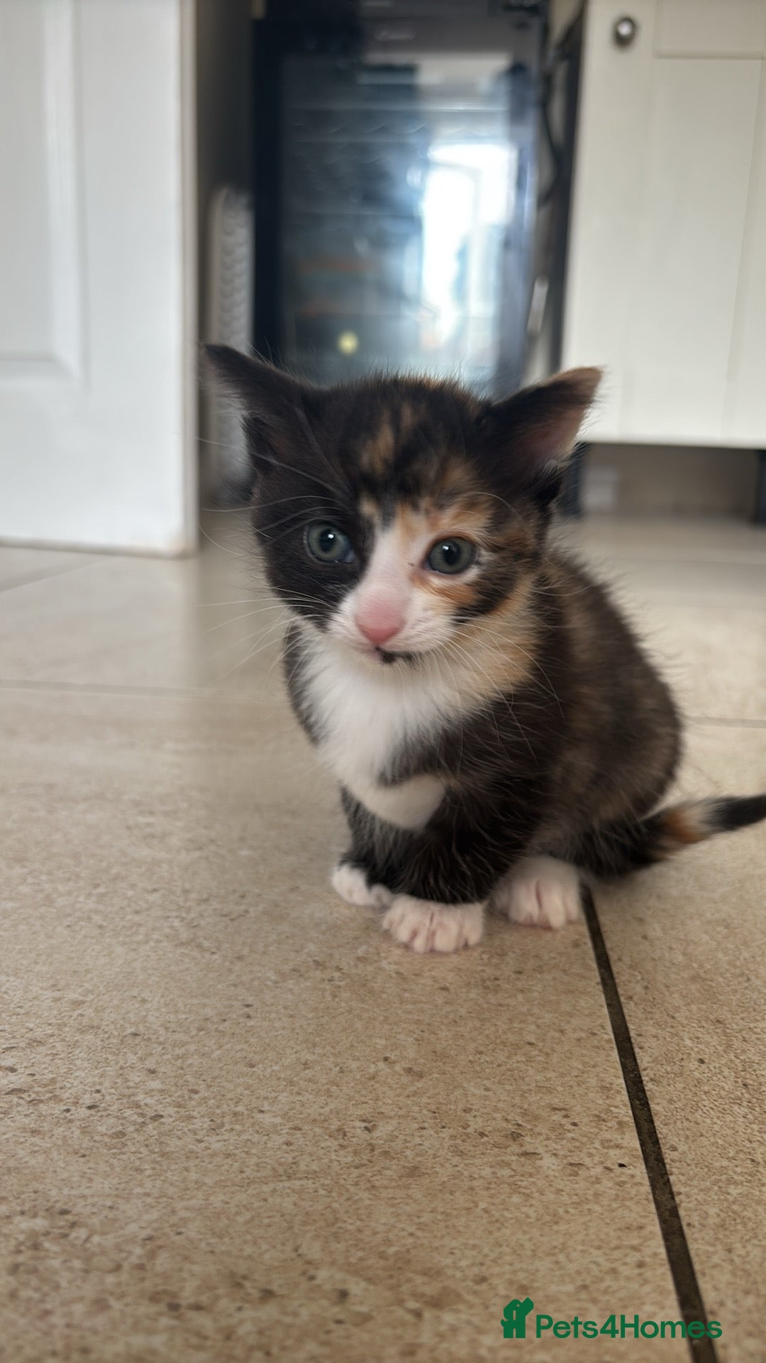 Domestic Shorthair cats One girl left  - Advert 6