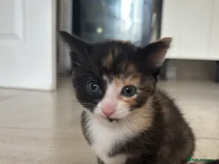 Domestic Shorthair cats One girl left - Advert 6