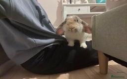 French Lop rabbits for sale: Rehoming my 11month old Male NEUTERED rabbit  - Image 4