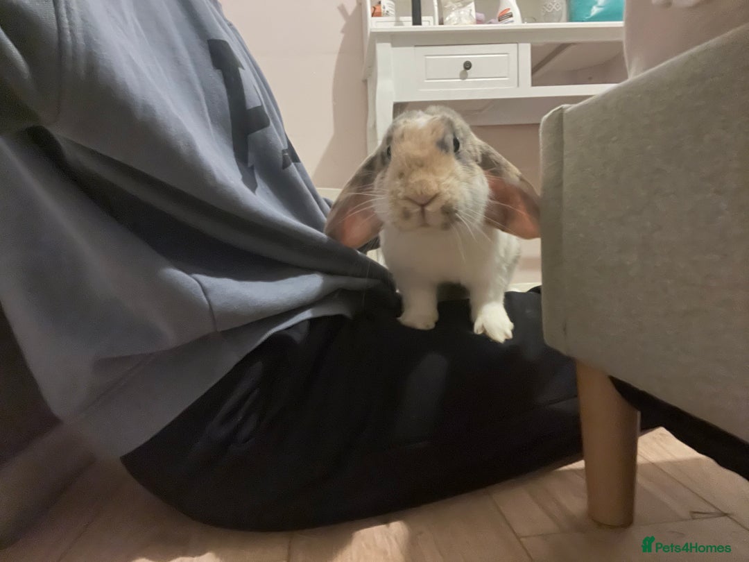 French Lop rabbits for sale: Rehoming my 11month old Male NEUTERED rabbit  - Image 4