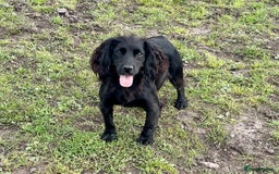 Cocker Spaniel dogs for sale: Cocker Spaniel Pups - Image 7