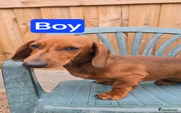 Dachshund dogs for sale: "READY GO STUNING 5 STANDARD DACHSHUND PUPPIES  - Image 3