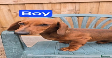 Dachshund dogs - Advert 3