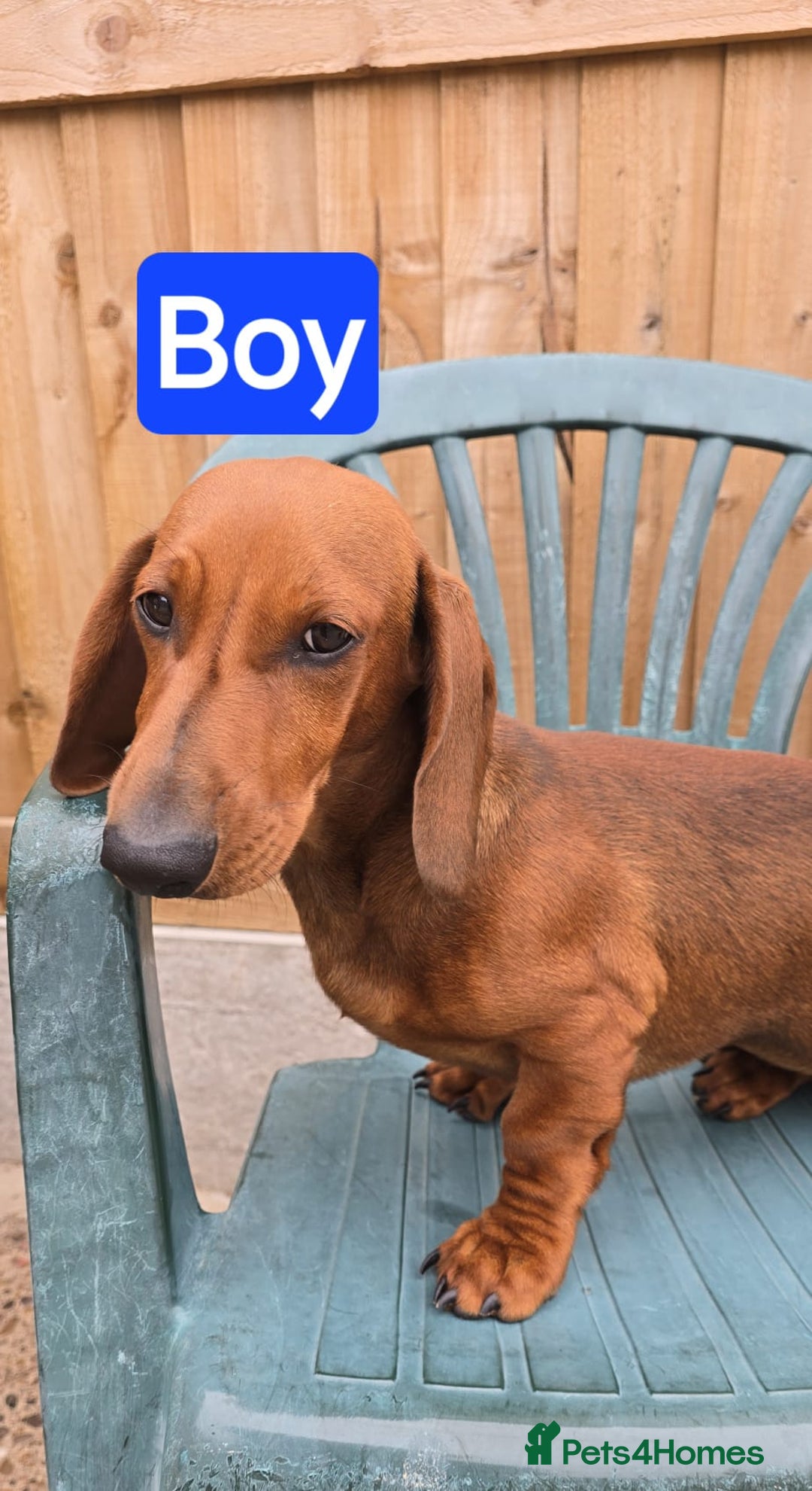 Dachshund dogs for sale: "READY GO STUNING 5 STANDARD DACHSHUND PUPPIES  - Image 3