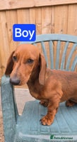 Dachshund dogs - Advert 10