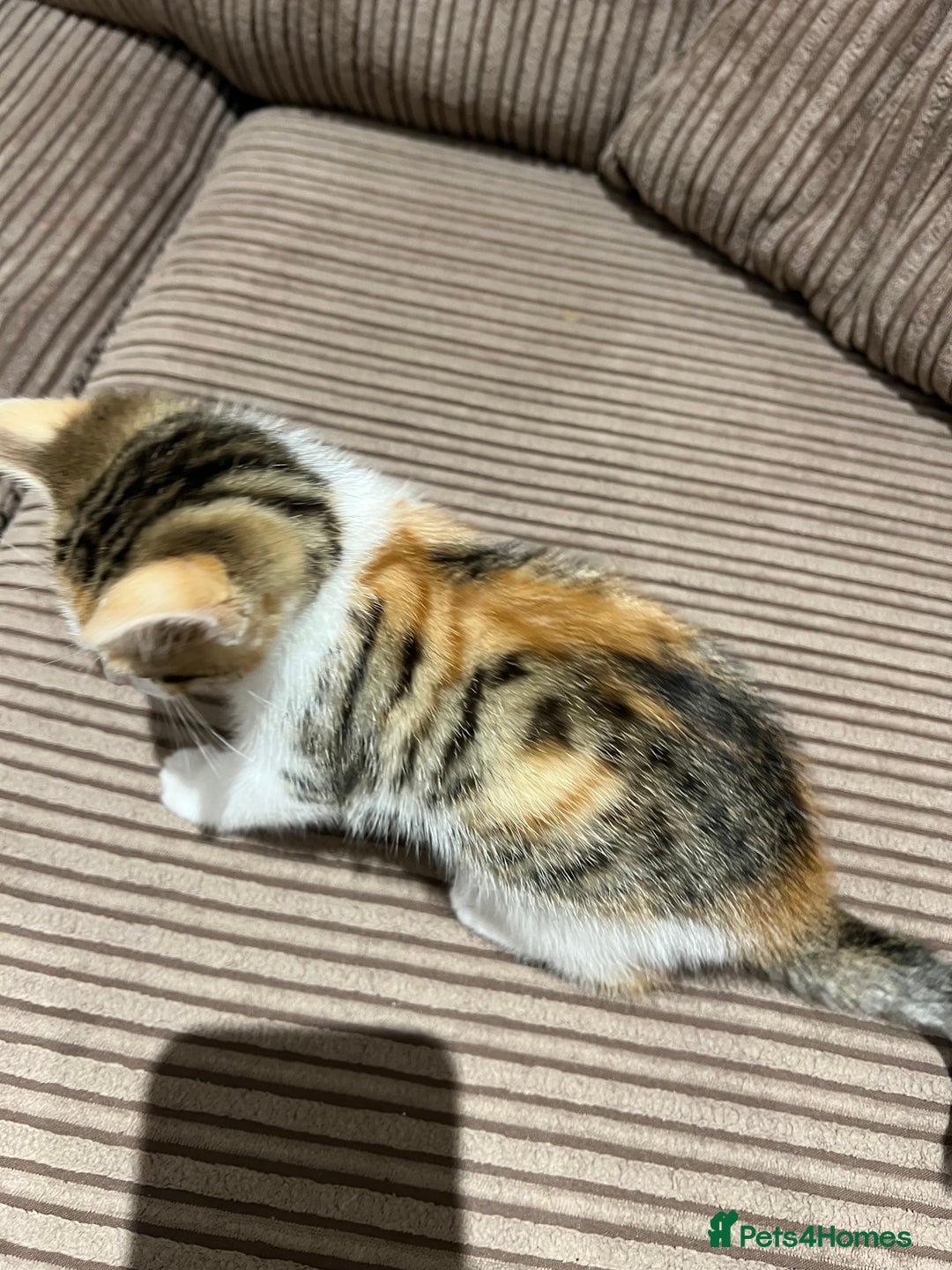 British Shorthair cats for sale: 1 female kitten left  - Image 4
