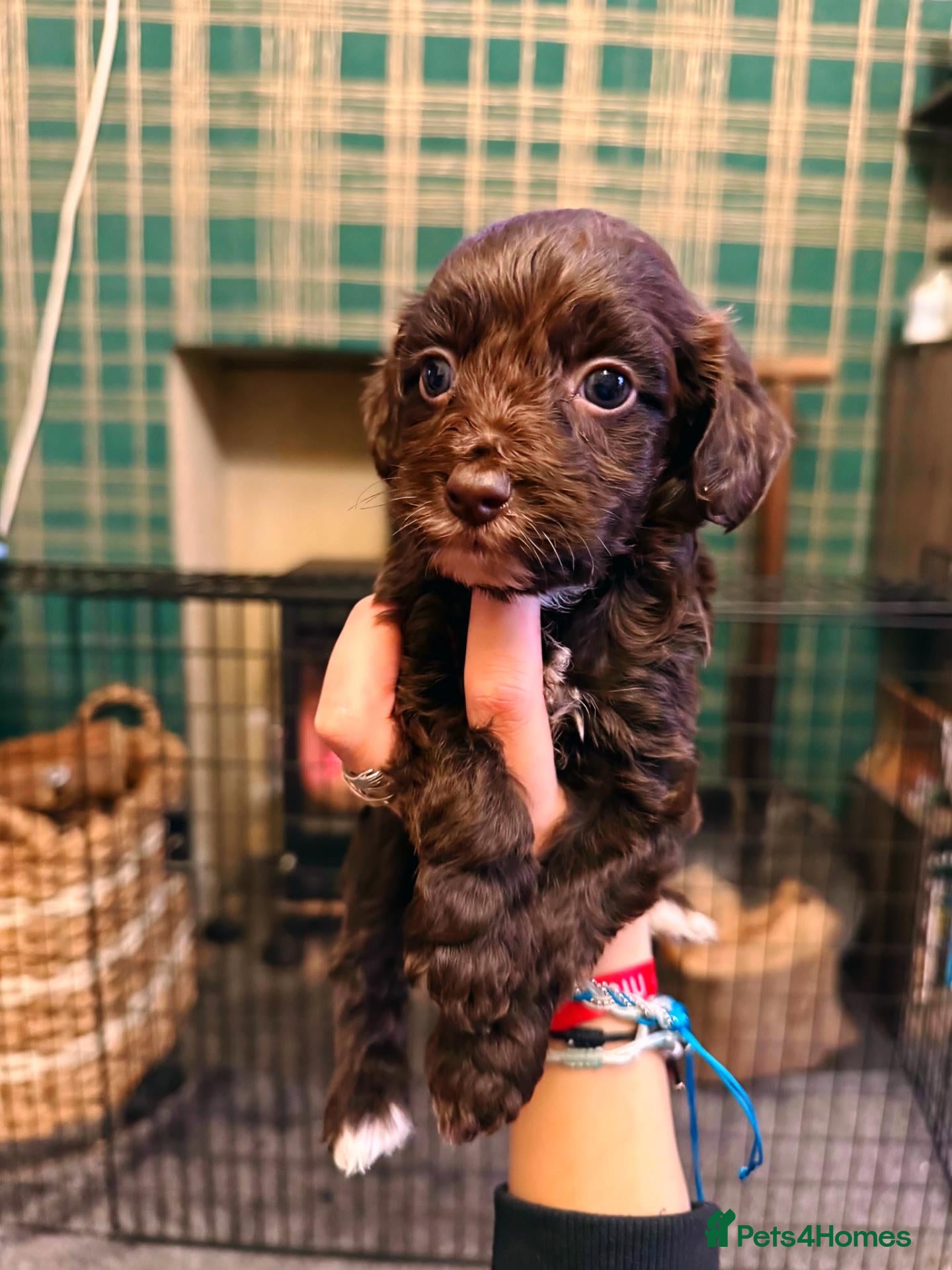 Cockapoo dogs Beautiful Cockapoo Puppies 1 Boy 3 Girls remaining - Advert 1