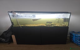 Tetras fish for sale: Aquarium with Fish - Image 1
