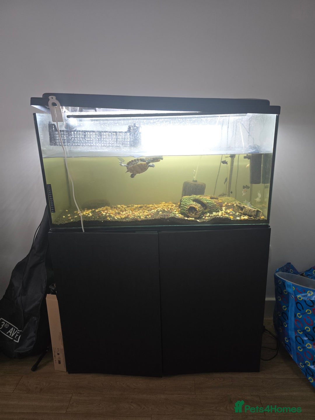 Tetras fish for sale: Aquarium with Fish - Image 1
