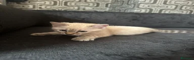 Bengal Kitten 3