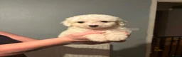 Cavachon dogs for sale: Ready to leave cavachon puppies  in Birmingham - Advert 4