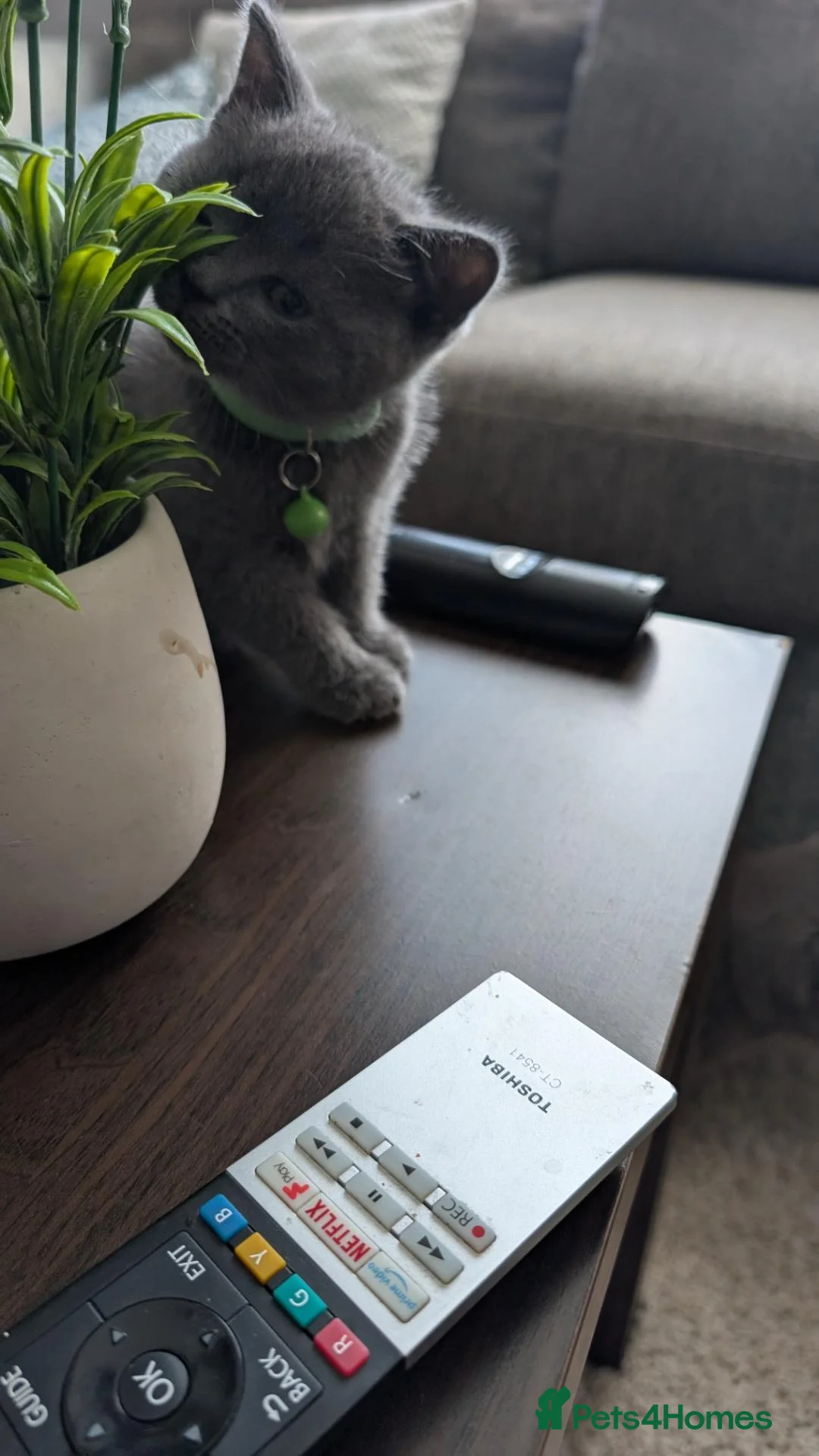British Shorthair cats for sale: 🐱 Beautiful British Shorthair kittens  in Musselburgh - Advert 25