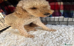 Miniature Poodle dogs for sale: Miniature poodle - Image 17