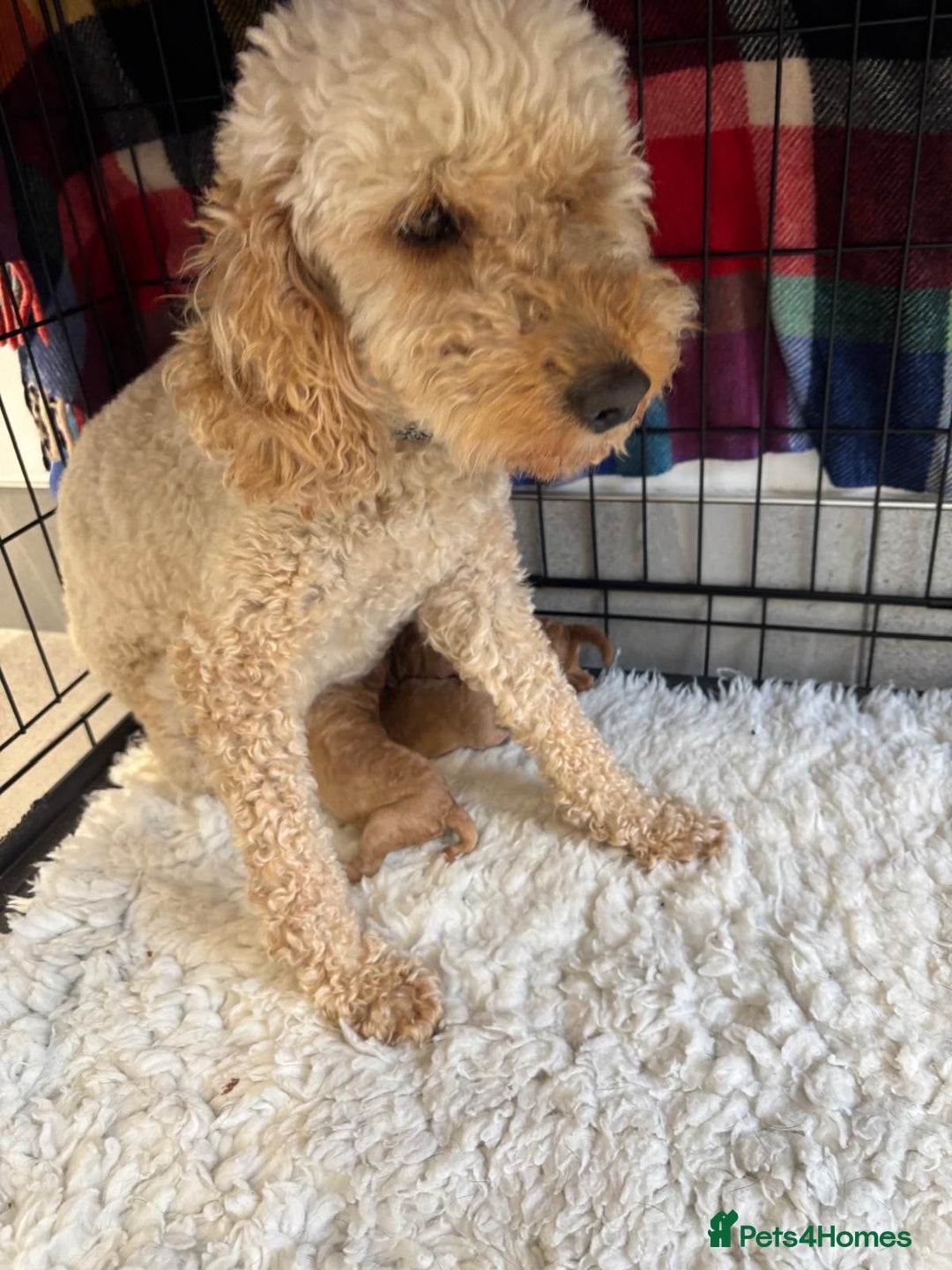 Miniature Poodle dogs for sale: Miniature poodle - Image 17