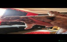 Mixed Breed dogs for sale: alapaha bull dog x  akita  - Image 4