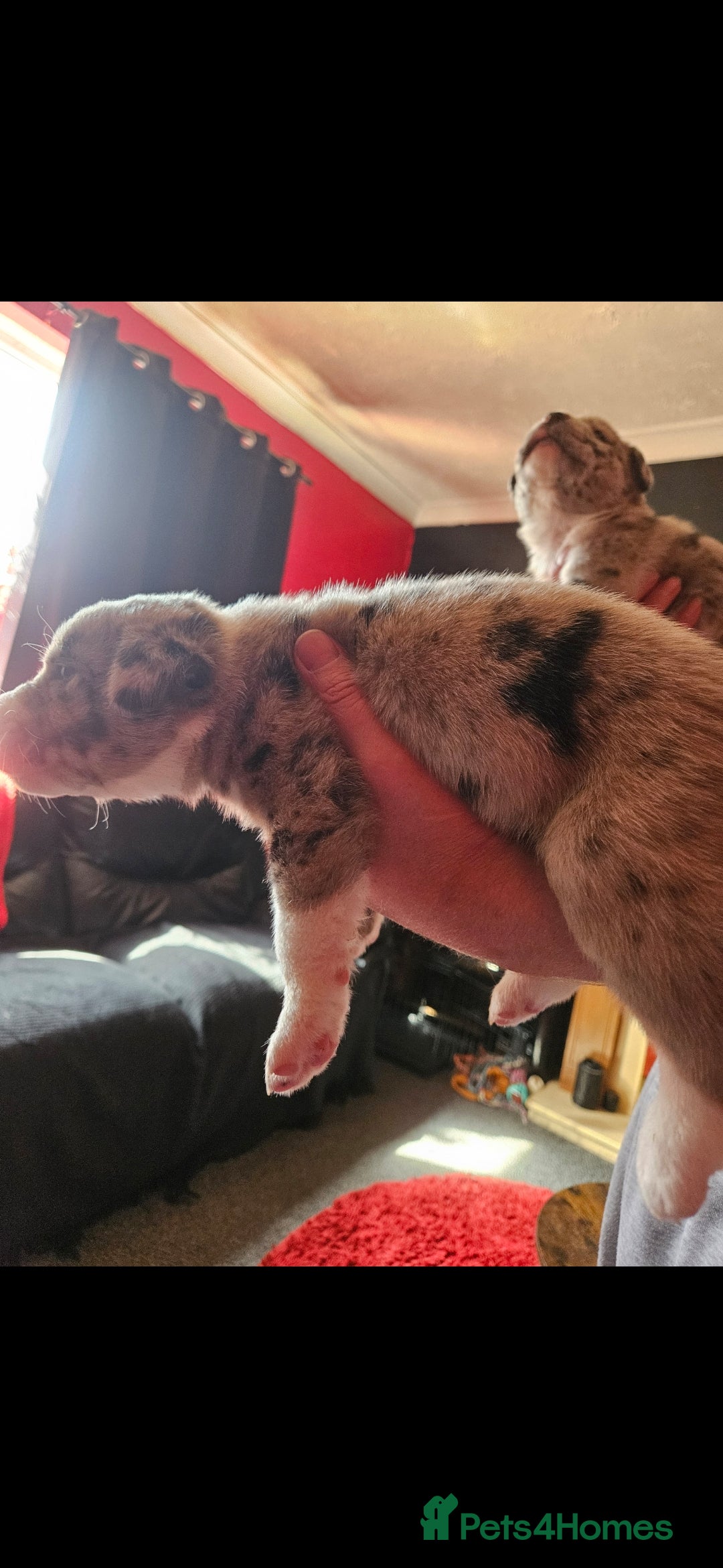 Mixed Breed dogs for sale: alapaha bull dog x  akita  - Image 4