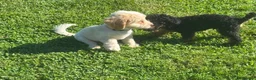 Mini Goldendoodle dogs for sale: Meet my adorable little girl! 🐾❤️ - Advert 6