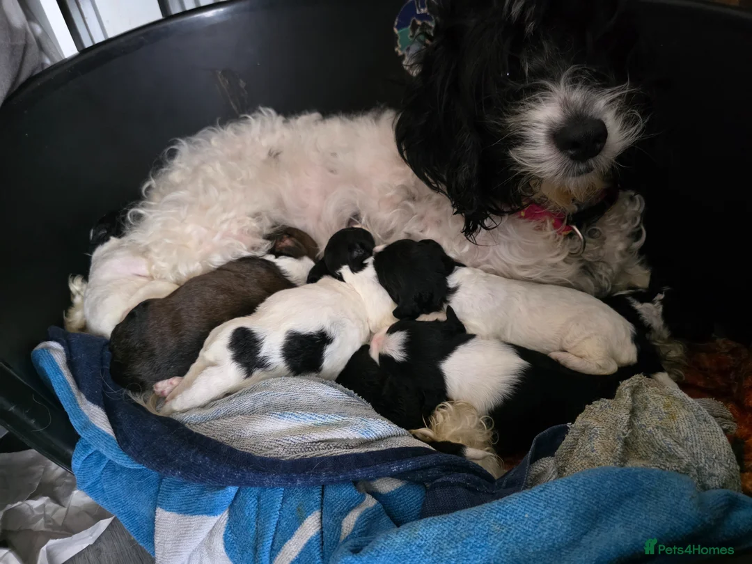 Mixed Breed dogs for sale: Cockerpoo × collie puppies in Aberdare - Advert 13