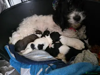 Mixed Breed dogs Cockerpoo × collie puppies - Advert 11